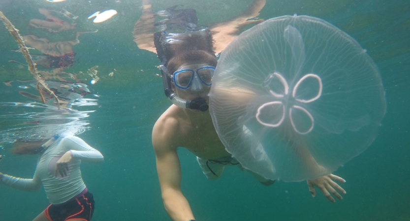 A person wearing a snorkel looks at a jellyfish underwater. 